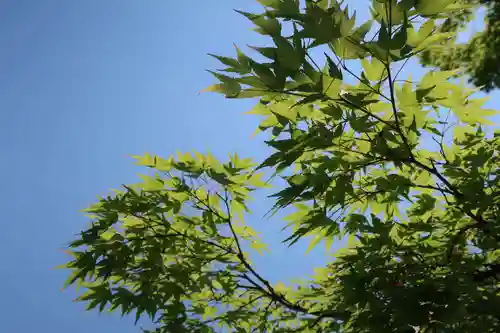 廬山寺（廬山天台講寺）の自然