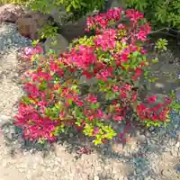 彌彦神社 (伊夜日子神社)の庭園