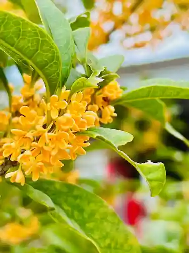 仙台八坂神社(宮城県)