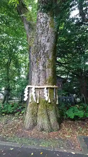 鳥取神社の自然