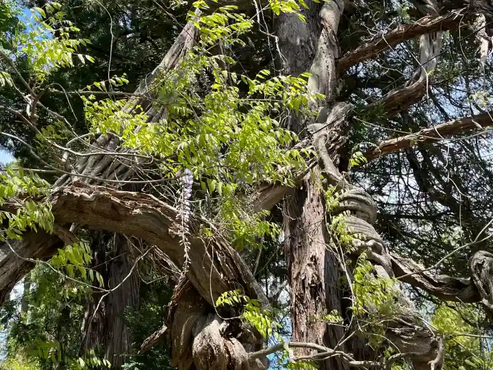 春日神社の{uncategorized: "未分類", other: "その他", undefined: "問題あり", building: "その他建物", grave: "お墓", sacred_gate: "鳥居", guardian: "狛犬", statue: "像", buddha: "仏像", history: "歴史", nature: "自然", garden: "庭園", animal: "動物", pagoda: "塔", temizu: "手水舎", mountain_gate: "山門・神門", sanctuary: "本殿・本堂", subordinate: "末社・摂社", art: "芸術", scenery: "景色", jizo: "地蔵", ema: "絵馬", goshuin: "御朱印", omikuji: "おみくじ", items: "授与品その他", amulet: "お守り", goshuincho: "御朱印帳", eats: "食事", festival: "お祭り", votive_dance: "神楽", shichigosan: "七五三参", wedding: "結婚式", experience: "体験その他", initially: "初詣", around: "周辺", anti_infection: "感染症対策"}
