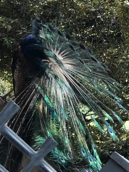 楽法寺(雨引観音)の動物