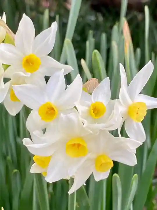 大避神社(兵庫県)