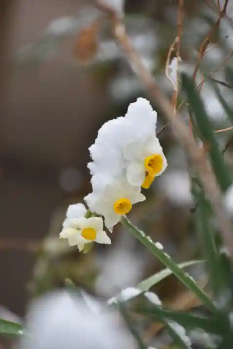 正安寺(神奈川県)