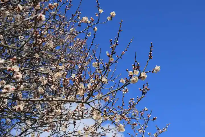 三春大神宮の自然