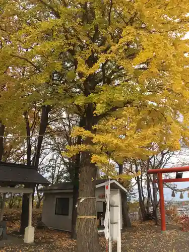 星置神社の自然