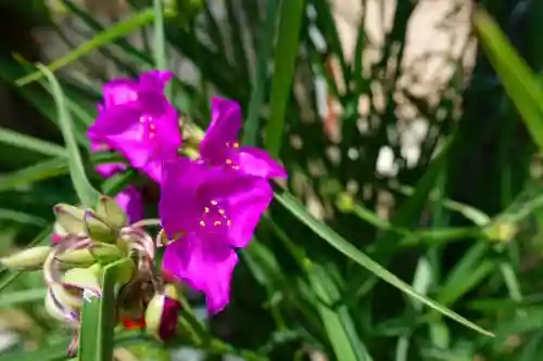 素戔嗚神社(大神神社境外末社)の自然