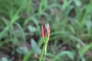 国宝 大法寺の自然(2021年09月04日(土) 09時40分50秒投稿)