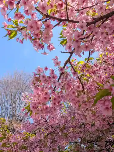 新井薬師（梅照院）(東京都)