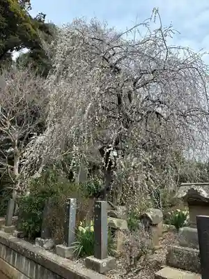 松澤 熊野神社(千葉県)
