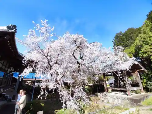 専通寺(岐阜県)