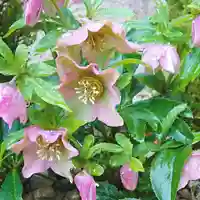 寿量山 速成寺の自然