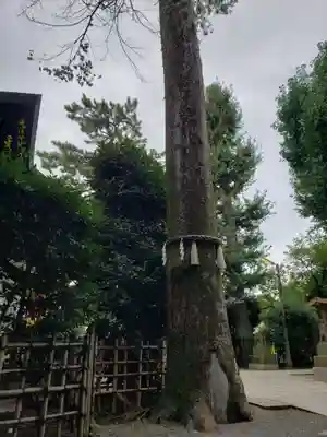 八幡神社の自然