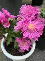 大宮温泉神社(栃木県)