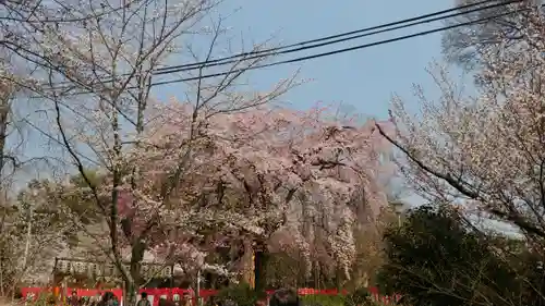 平野神社(京都府)