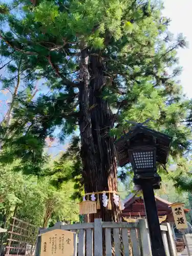 諏訪大社下社秋宮(長野県)