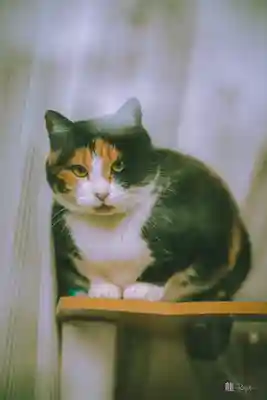 熊野那智神社(宮城県)