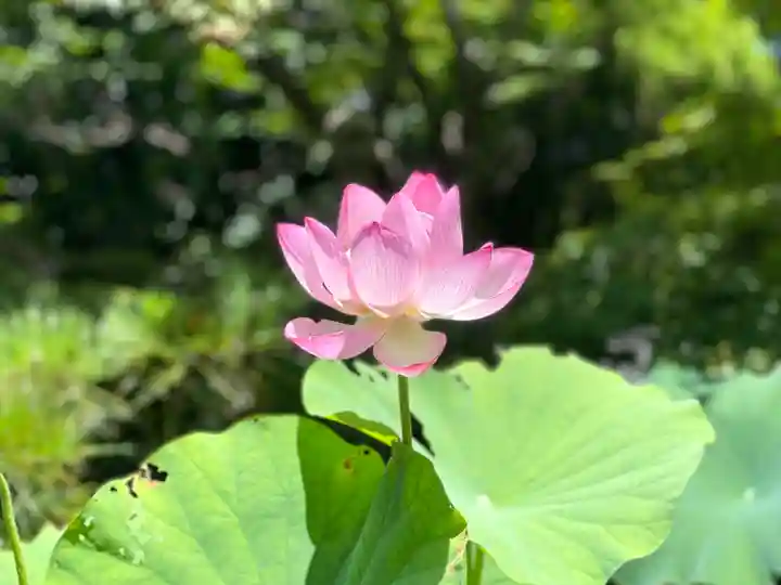 伊勢の国 四天王寺(三重県)