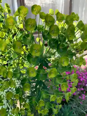 熊野大神社の自然