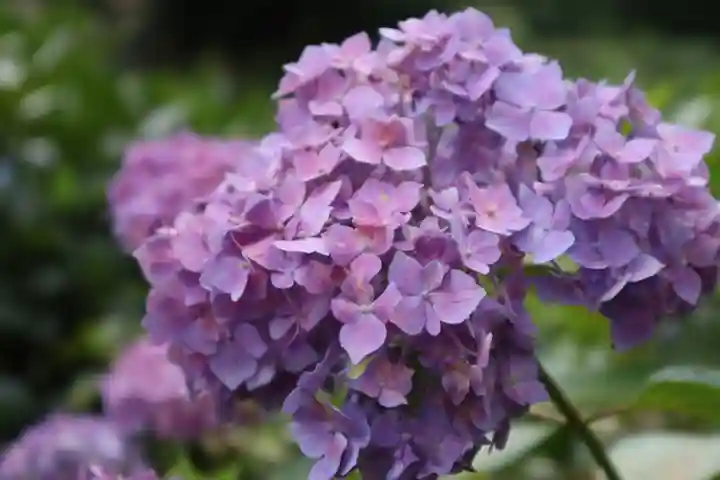 三室戸寺(京都府)