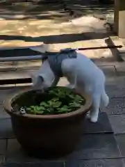 王子神社の動物