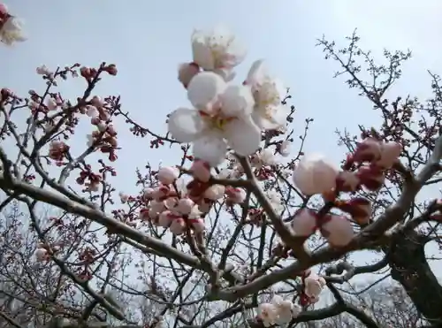 北海道神宮の自然