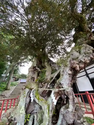 山王宮日吉神社の自然