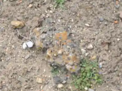 星宮神社 (常見町)(栃木県)