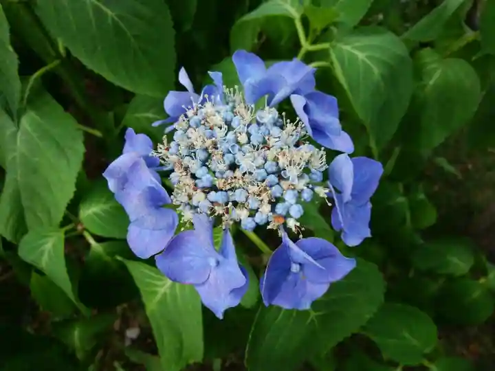西野神社の自然