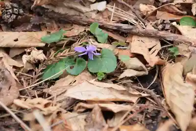 三渡神社の自然