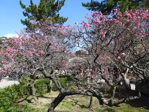 道明寺天満宮の自然