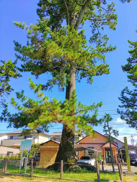 八幡社(東保八幡社)の自然