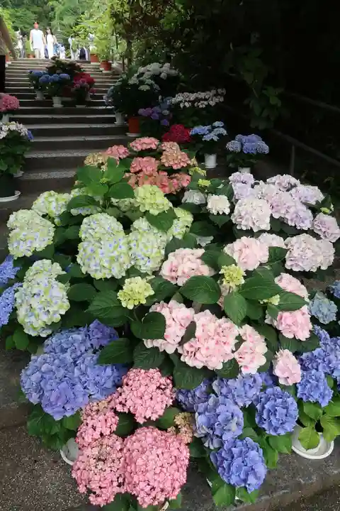 岡寺(龍蓋寺)(奈良県)
