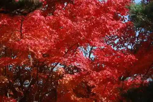 開成山大神宮の自然