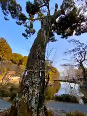 大原野神社(京都府)