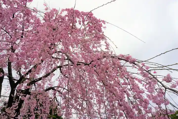 寛永寺(根本中堂)の自然