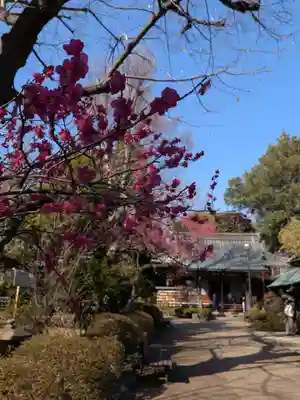 妙法寺(東京都)