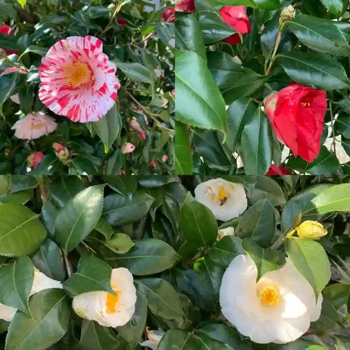 厚木神社の自然