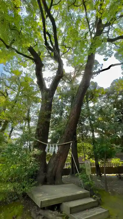 武蔵一宮氷川神社の自然
