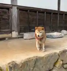 龍穏寺の動物