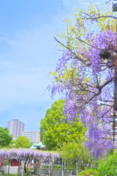 亀戸天神社(東京都)