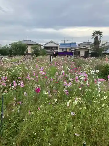 般若寺 ❁﻿コスモス寺❁(奈良県)