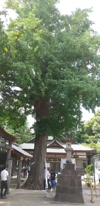 下総国三山 二宮神社の自然