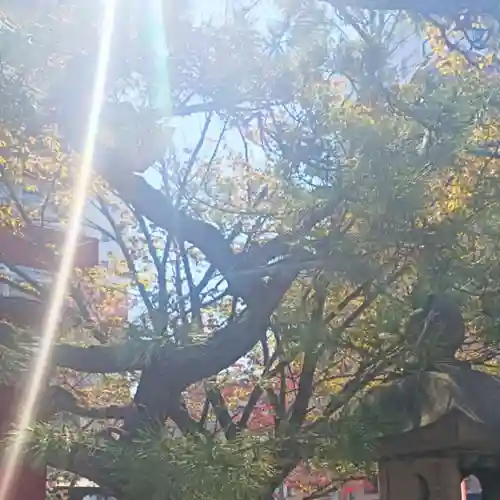 彌彦神社　(伊夜日子神社)(北海道)