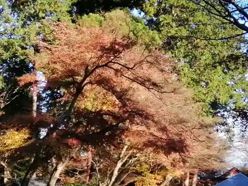 日吉大社の自然