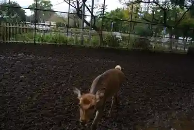 相州春日神社の動物