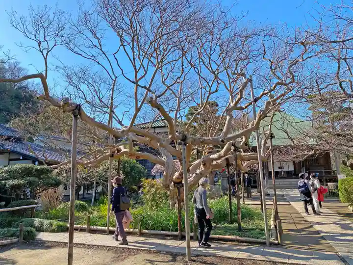 極楽寺(霊鷲山感應院極楽律寺)の庭園