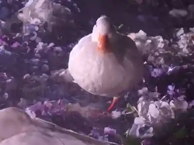 楽法寺(雨引観音)の動物