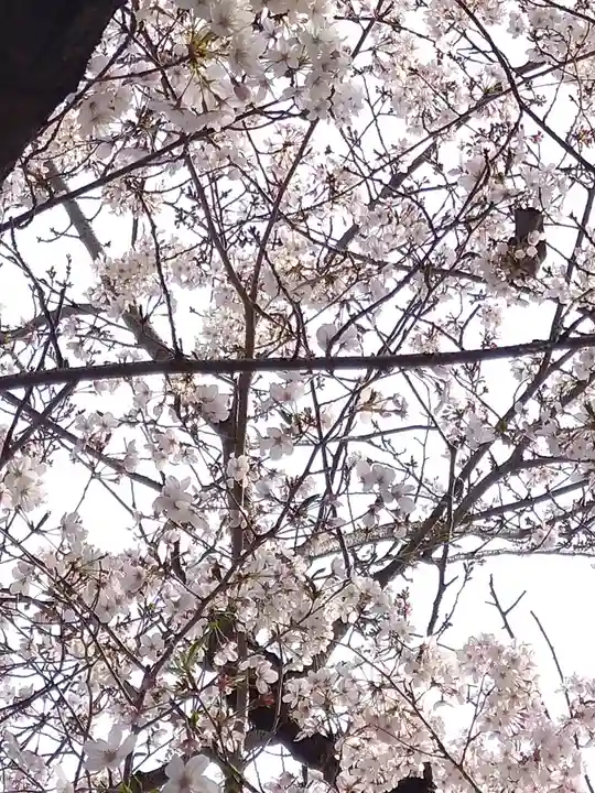 阿智神社の自然