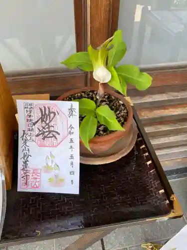 妙蓮寺の御朱印